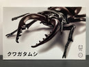 Free Investigation No. 022 Biology Edition Stag Beetle
